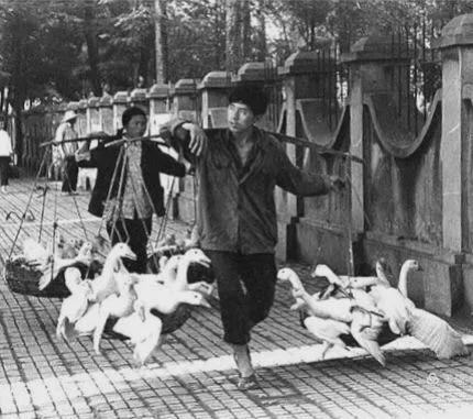 1982年，养鹅专业户挑鹅走过河滨公园围墙外