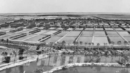 镇江市水产养殖场。1963年